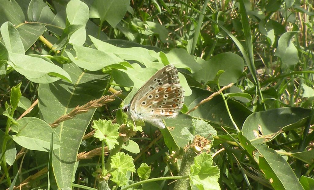 Murgia Materane: Polyommatus bellargus?